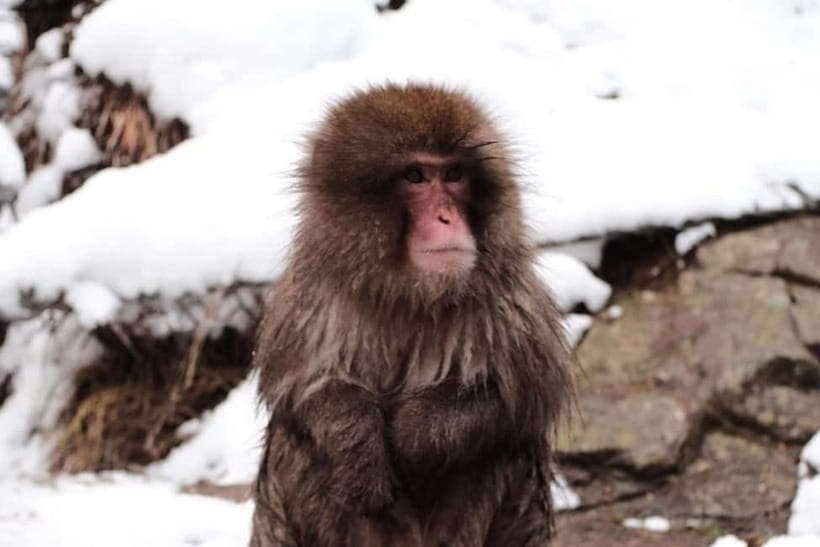 Nagano/Myoko: Jigokudani Snow Monkey Park with private car - Private Car Pickup from Nagano or Myoko: Less Waiting, More Seeing