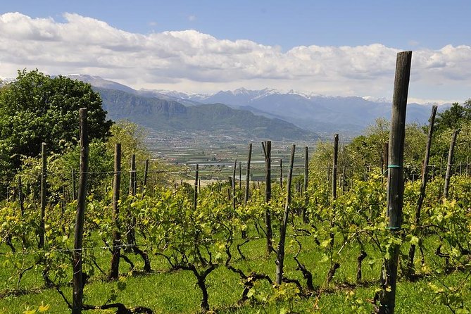 Piemonte Vineyards by Yourself from Turin - Business Car with English Chauffeur - UNESCO Langhe: what wine country feels like here