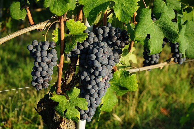 Piemonte Vineyards by Yourself from Turin - Business Car with English Chauffeur - Choosing your own mix of Barolo, La Morra, Barbaresco, and Alba