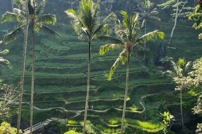 Private Car Charter Tour With Driver In Bali - Sacred Monkey Forest Sanctuary in Ubud: fun, temple vibes, and very smart macaques