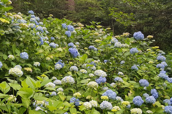 Private Car Day Trip to the Kobe Mountains, Gardens and Hot Springs from Osaka - Arima Onsen: Real Soak Time (Plus Town Walk Option)