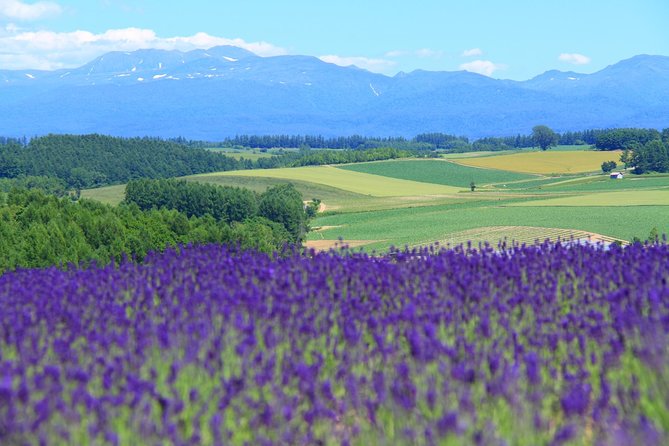 Private Car Tour of Furano and Biei in Hokkaido with Local Guide - Key highlights