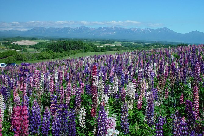 Private Car Tour of Furano and Biei in Hokkaido with Local Guide - Shikisai no Oka and the Tractor Hill Ride