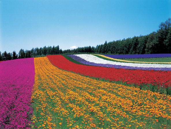Private Car Tour of Furano and Biei in Hokkaido with Local Guide - Blue Pond and Shirahige Falls: Why the Color Changes