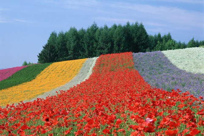 Private Car Tour of Furano and Biei in Hokkaido with Local Guide - Time, Costs, and What to Bring for a Smooth 10.5 Hours