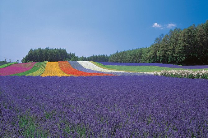 Private Car Tour of Furano and Biei in Hokkaido with Local Guide - Should You Book This Private Furano and Biei Tour?
