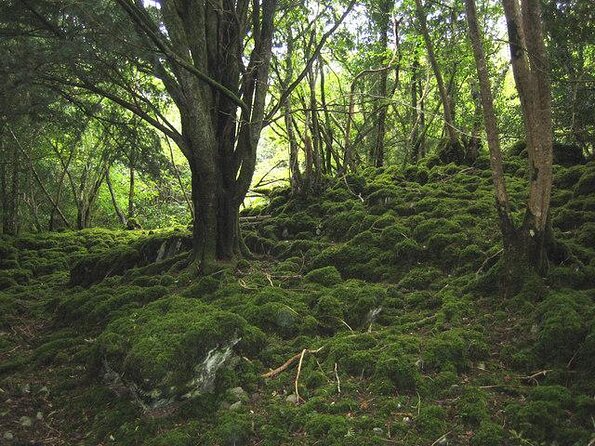 Private Killarney National Park Tour with an accredited chauffeur/guide - Key Points at a Glance