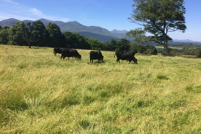 Private Killarney National Park Tour with an accredited chauffeur/guide - Muckross Abbey: Heritage That Feels Close Up