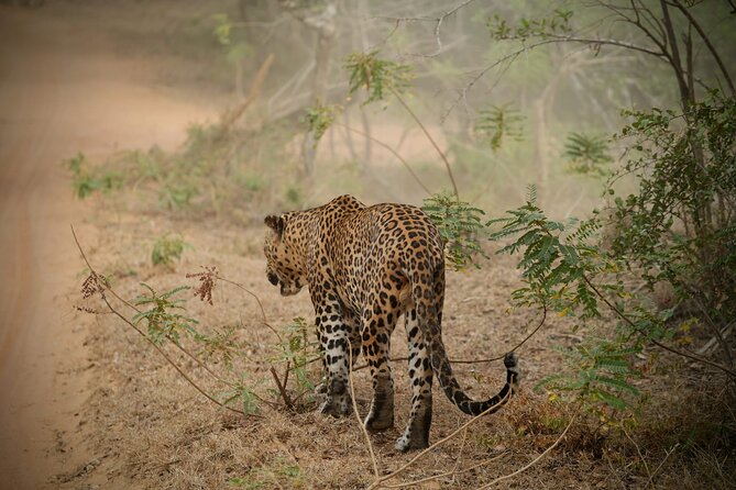 Private Multi Day Sri Lanka Tour with Chauffeur - Key highlights worth knowing