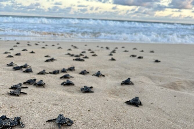 Private Multi Day Sri Lanka Tour with Chauffeur - Day 7 in Galle and Mirissa: Dutch Fort walking and turtle conservation