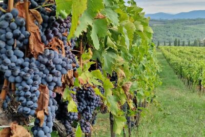 Private Wine Tour Top Wineries, Limousine Service, Florence Tours - Castellina in Chianti at Poggio Amorelli: Where the Main Tasting Lives