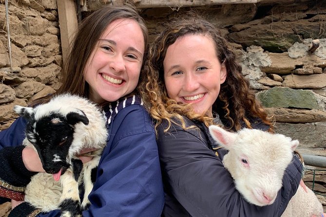 Ring of Kerry Tour Private Chauffeur Driven From Killarney - Kells Sheep Centre: the sheepdog trials moment people remember