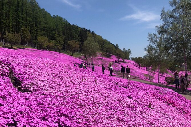 [Shibazakura / Tulip] Going by private car, Shibazakura Takinoue Park and Kamiyubetsu Tulip Park (from Sapporo) - Timing in May: how to avoid the early-bloom disappointment