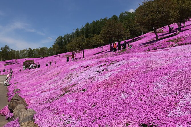 [Shibazakura / Tulip] Going by private car, Shibazakura Takinoue Park and Kamiyubetsu Tulip Park (from Sapporo) - Who should book this Shibazakura and Tulip private car?