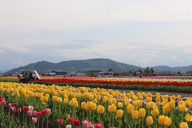 [Shibazakura / Tulip] Going by private car, Shibazakura Takinoue Park and Kamiyubetsu Tulip Park (from Sapporo) - Shibazakura Takinoue Park: cherry blossoms plus a May run