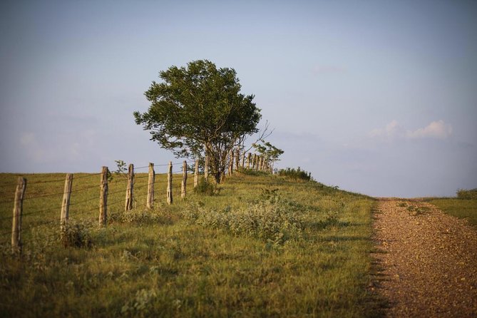 Texas Hill Country Group Wine Tour by Limousine - Key things to know before you go