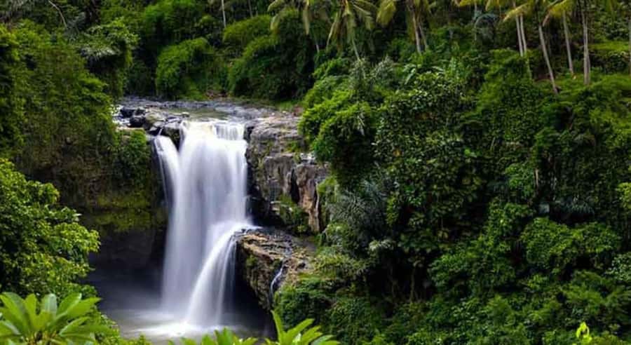 Ubud: Customized Ubud Tour With Private Car - Monkey Forest Sanctuary and Ubud Palace: Wildlife Meets Temple Energy