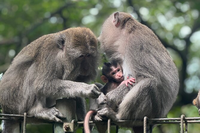 Ubud Day Tour with Private Car & Local Driver - Why a private Ubud day beats a bus tour