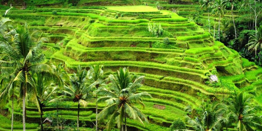 Ubud Full Day Tour with Private Car - Comfort, Timing, and What to Pack for 10 Hours