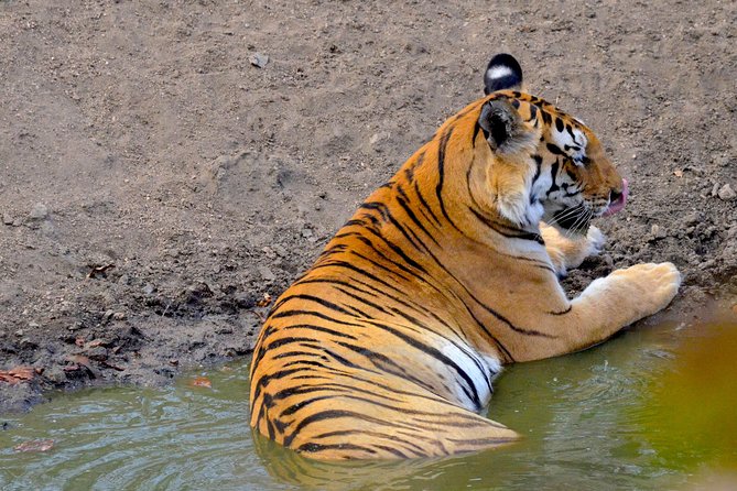 Wild life tour in Chennai with guide and private car - How the day runs: orientation, hotel pickup, and an 11-hour wildlife circuit
