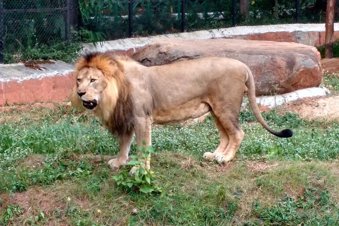 Wild life tour in Chennai with guide and private car - Chennai Snake Park: the herpetology lesson you didn’t know you needed