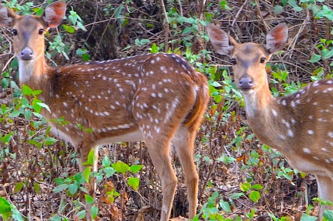 Wild life tour in Chennai with guide and private car - Lunch included: why it changes the feel of a long day