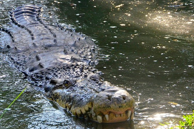 Wild life tour in Chennai with guide and private car - Price and value: what you’re paying for (and what saves you money)
